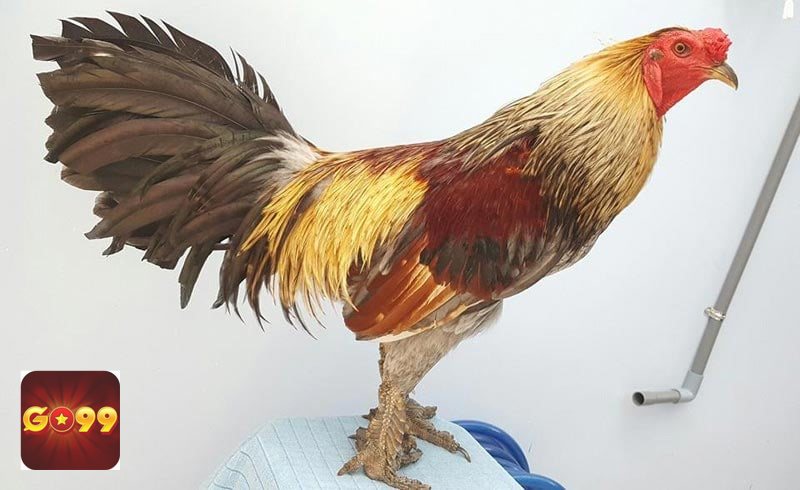 Luật Đá Gà - Quy định về cựa và hành vi can thiệp Luật Đá Gà - Quy định về cựa và hành vi can thiệp