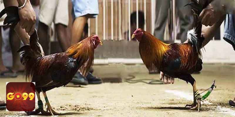 Đá Gà Thomo - Cựa tròn phù hợp để quan sát lối đá