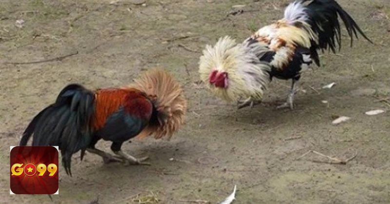 Đá Gà go99 - Trải nghiệm linh hoạt trên nhiều thiết bị