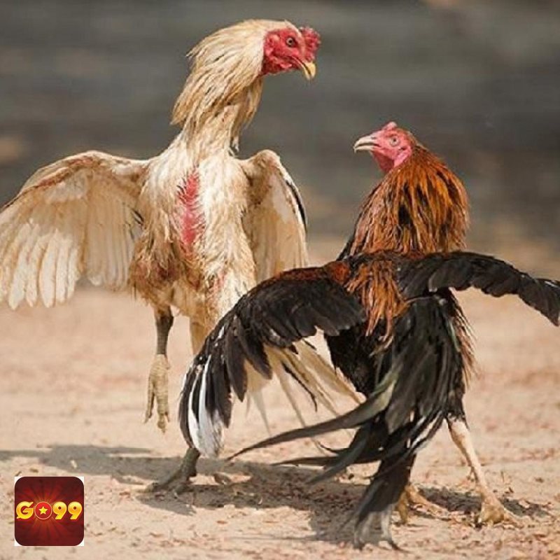 Luật Đá Gà - Luật chơi giúp trận đấu minh bạch hơn Luật Đá Gà - Luật chơi giúp trận đấu minh bạch hơn